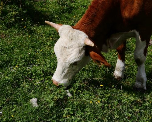 Kuh mit Hörnern frisst Gras