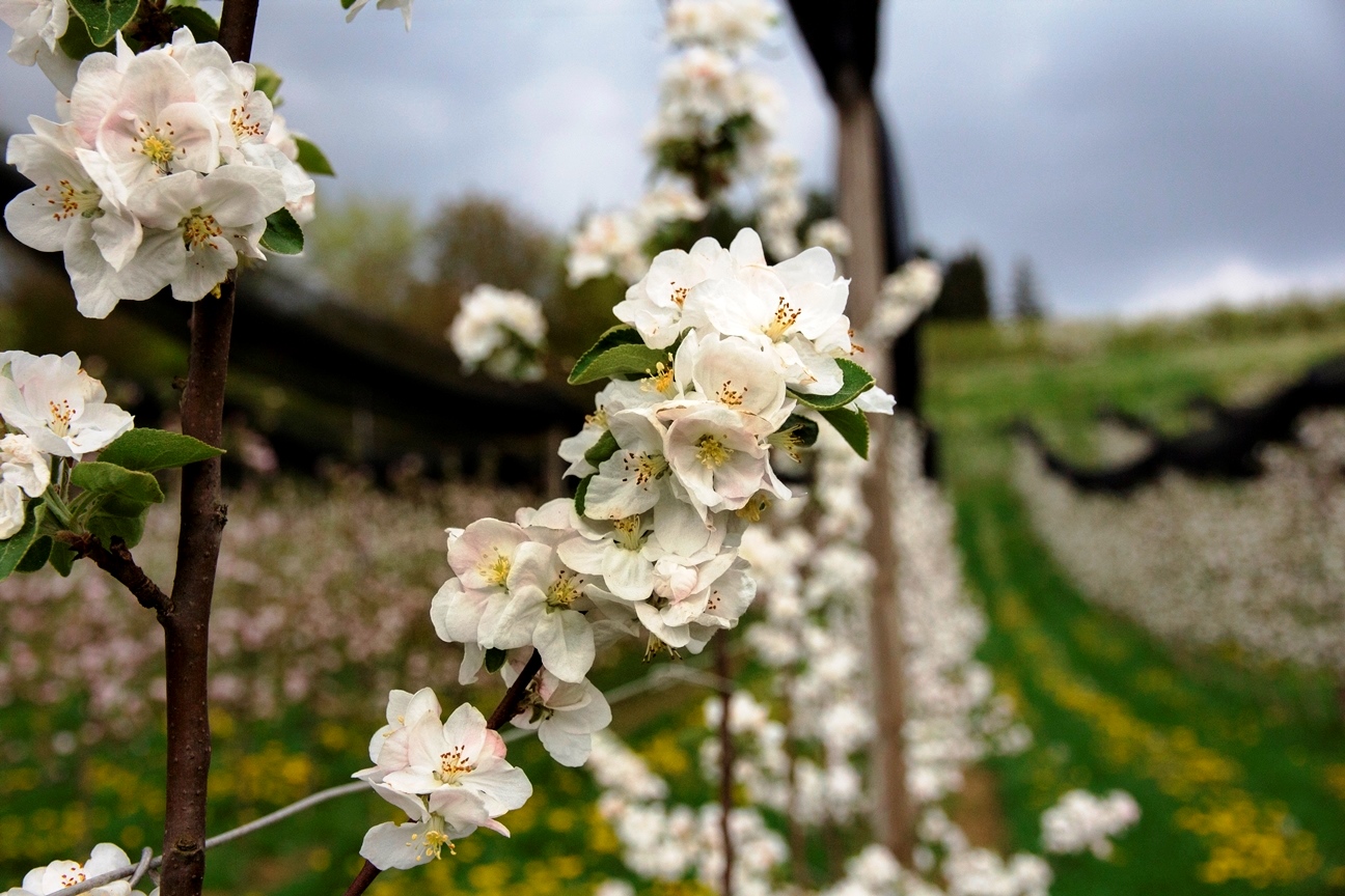 Weiße Apfelblüten