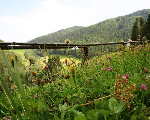 Blick durch eine Wiese in die Ferne