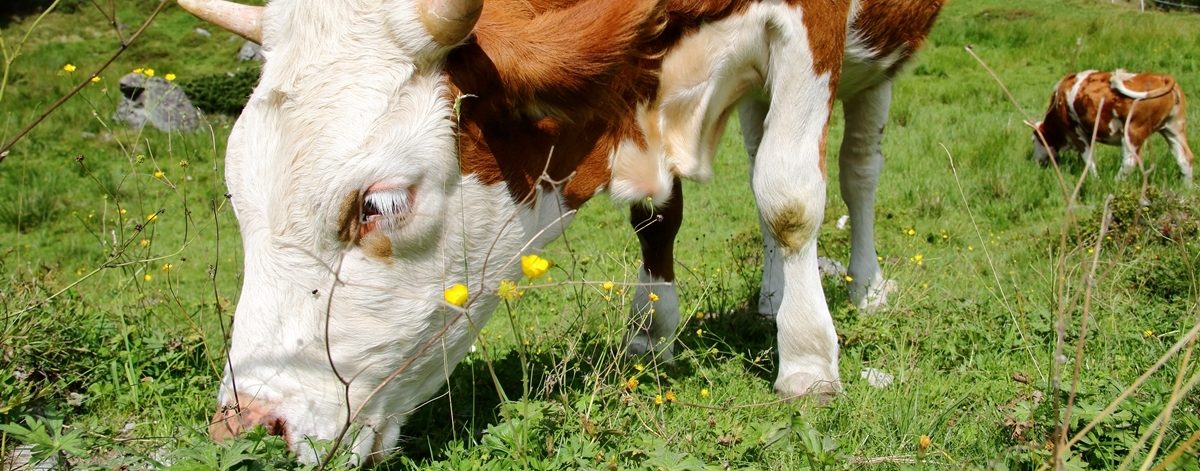 Fleckvieh mit Hörnern grast