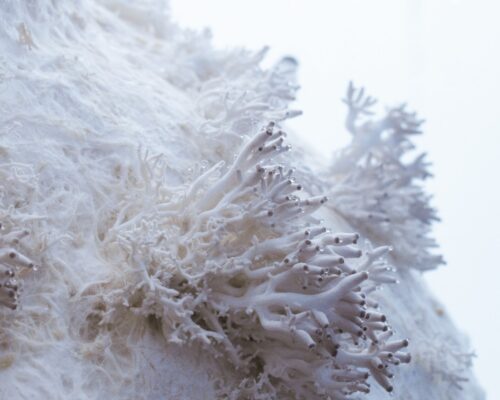 © www.jonasedvard.dk