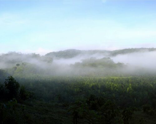 Blick über Ölpalmplantage