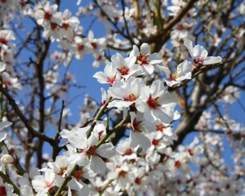Weiße Obstbaumblüten