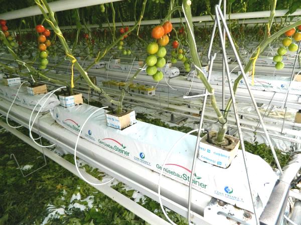 Tomatenpflanzen ohne Blätter wachsen aus Behältern wo Gemüsebau Steiner draufsteht
