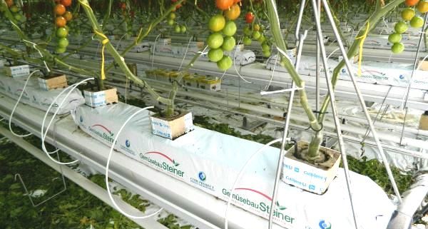 Tomatenpflanzen ohne Blätter wachsen aus Behältern wo Gemüsebau Steiner draufsteht