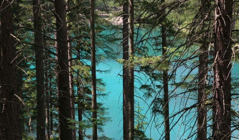 Türkises Wasser schimmert durch Nadelbäume