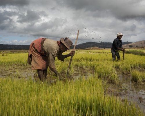 Reisfeld, dass von zwei Bauern bestellt wird