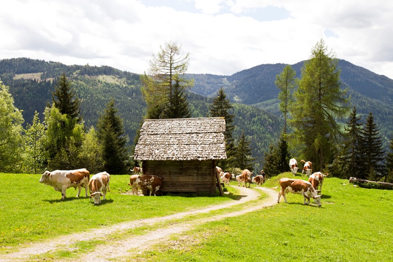 Mehrere Kühe in den Bergen vor einer kleinen Holzhütte