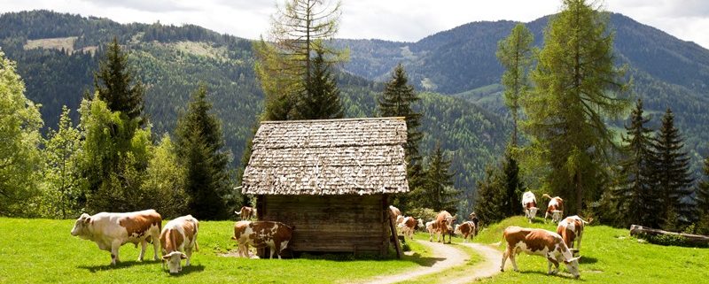 Mehrere Kühe in den Bergen vor einer kleinen Holzhütte