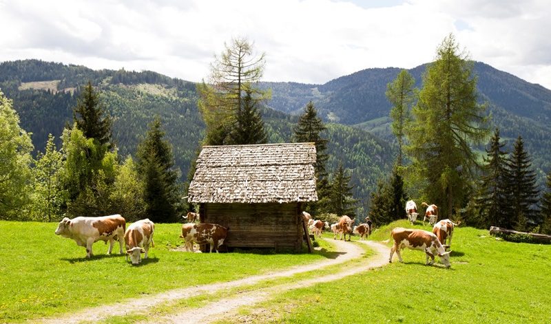Mehrere Kühe in den Bergen vor einer kleinen Holzhütte