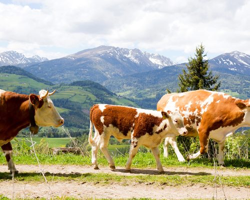 2 braun gefleckte Kühe und ein Kalb gehen vor schöner Bergwelt