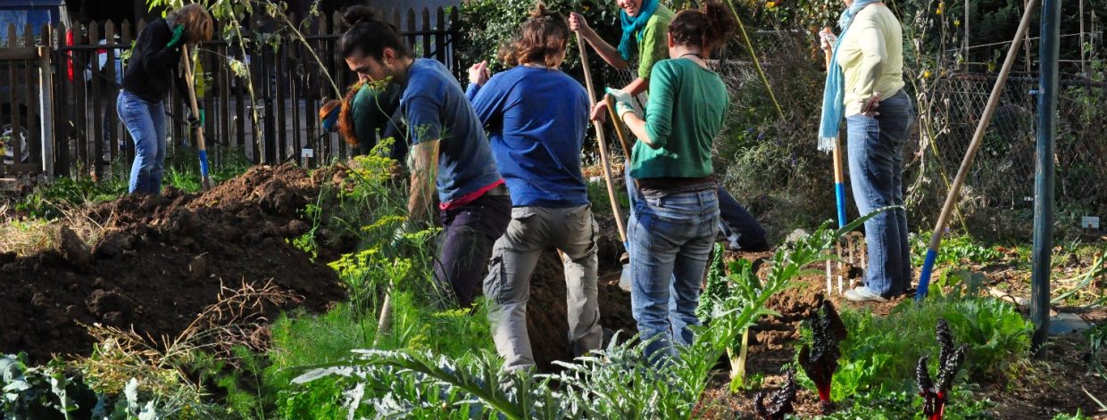 Mehrere junge Menschen arbeiten in Garten mit Gemüse und Pflanzen