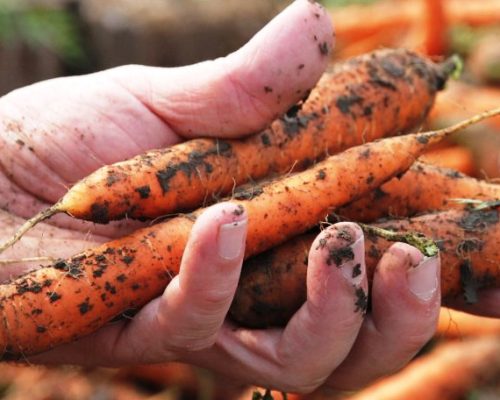 Weibliche Hand hält erdige Karotten