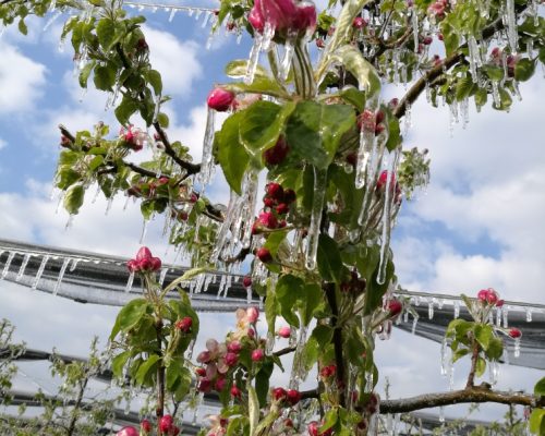Apfelbaum der mit Eisschicht überzogen ist