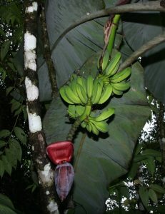 Bananenfrüchte an Pflanze
