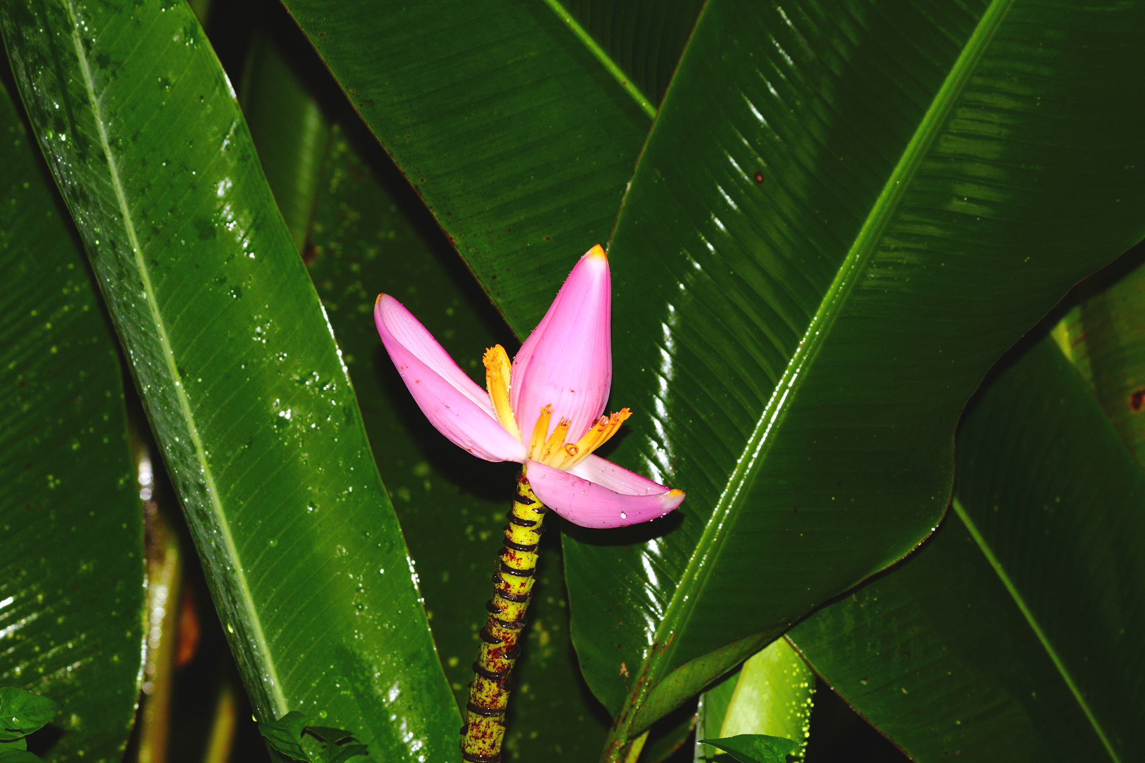 Bild einer rosa Bananenblüte, dahinter grüne Bananenblätter