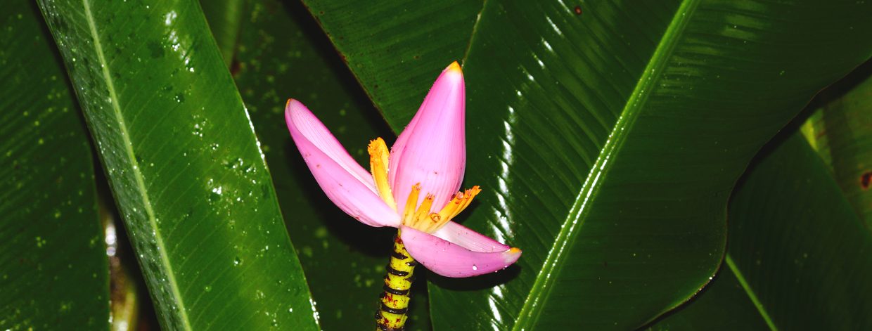 Bild einer rosa Bananenblüte, dahinter grüne Bananenblätter