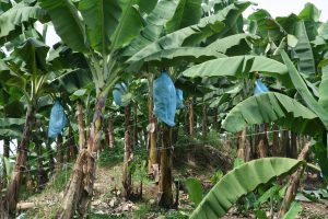Bananenplfanzen, die Früchte sind in blaue Säcke eingewickelt