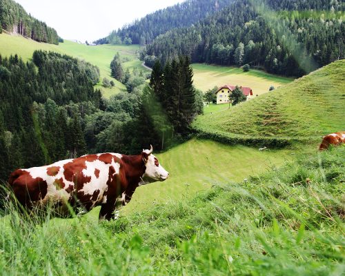 Blick auf eine Weide mit zwei braun weiß gefleckten Kühen