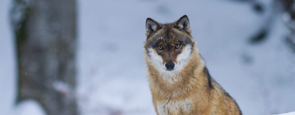 Wolf blickt durch den Schnee in die Kamera