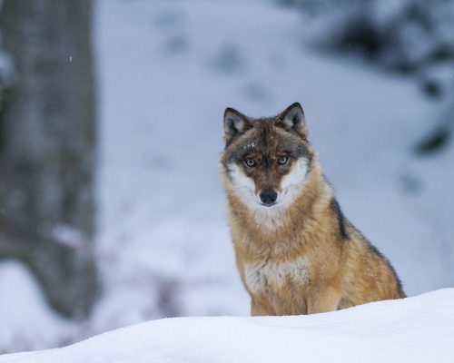 Wolf blickt durch den Schnee in die Kamera