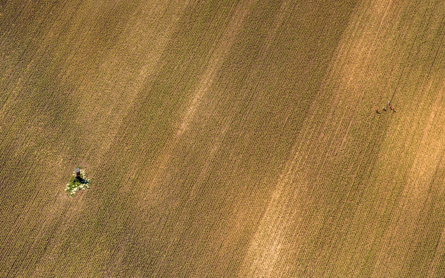 Flugaufnahme von einem großen Feld, ganz klein sind Menschen sichtbar