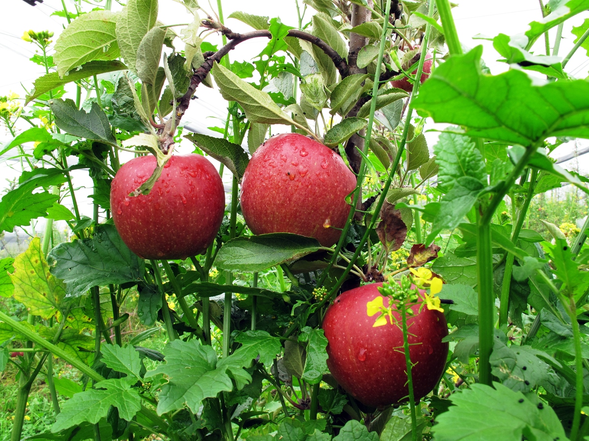 Äpfel und andere Pflanzen