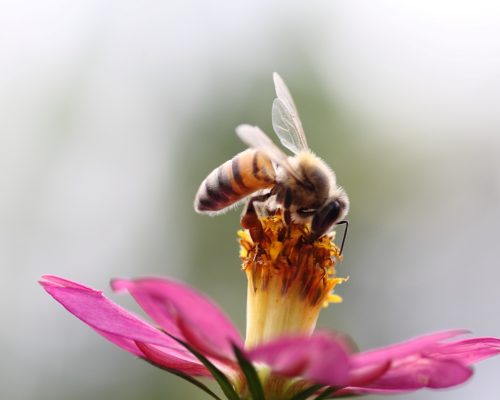 Honigbiene auf kräftig rosafarbener Blüte