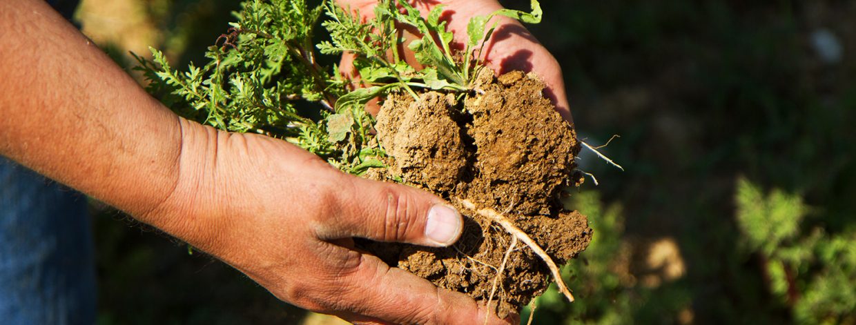 Männliche Hände halten Stück Erdboden