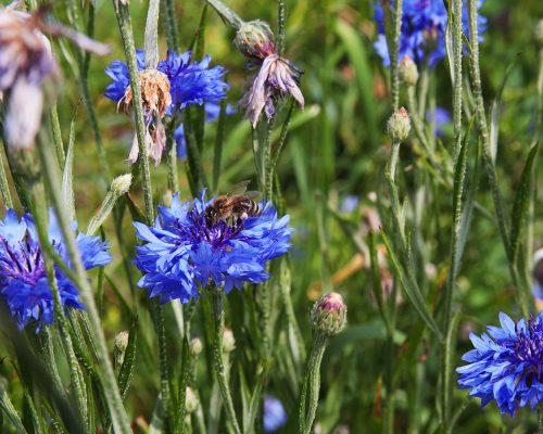 Biene sitzt auf tiefblauer Blume
