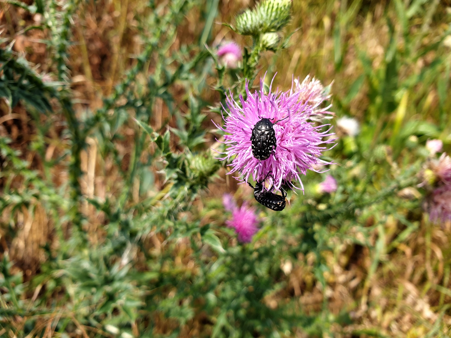 Schwarzer Käfer mit weißen Punkten auf Distel