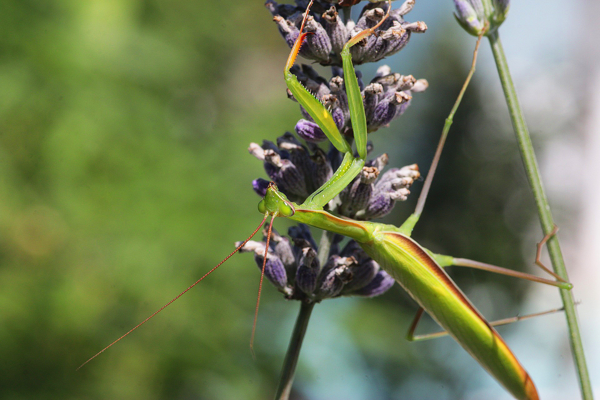 Gottesanbeterin auf Lavendel