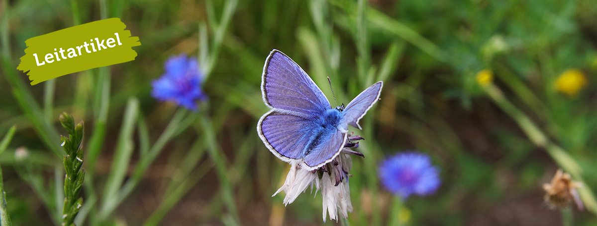 Blauer Schmetterling auf Blume