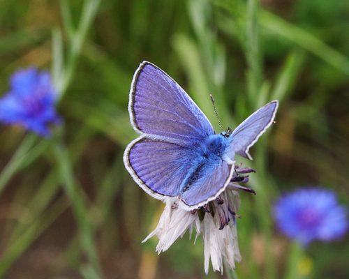 Blauer Schmetterling auf Blume