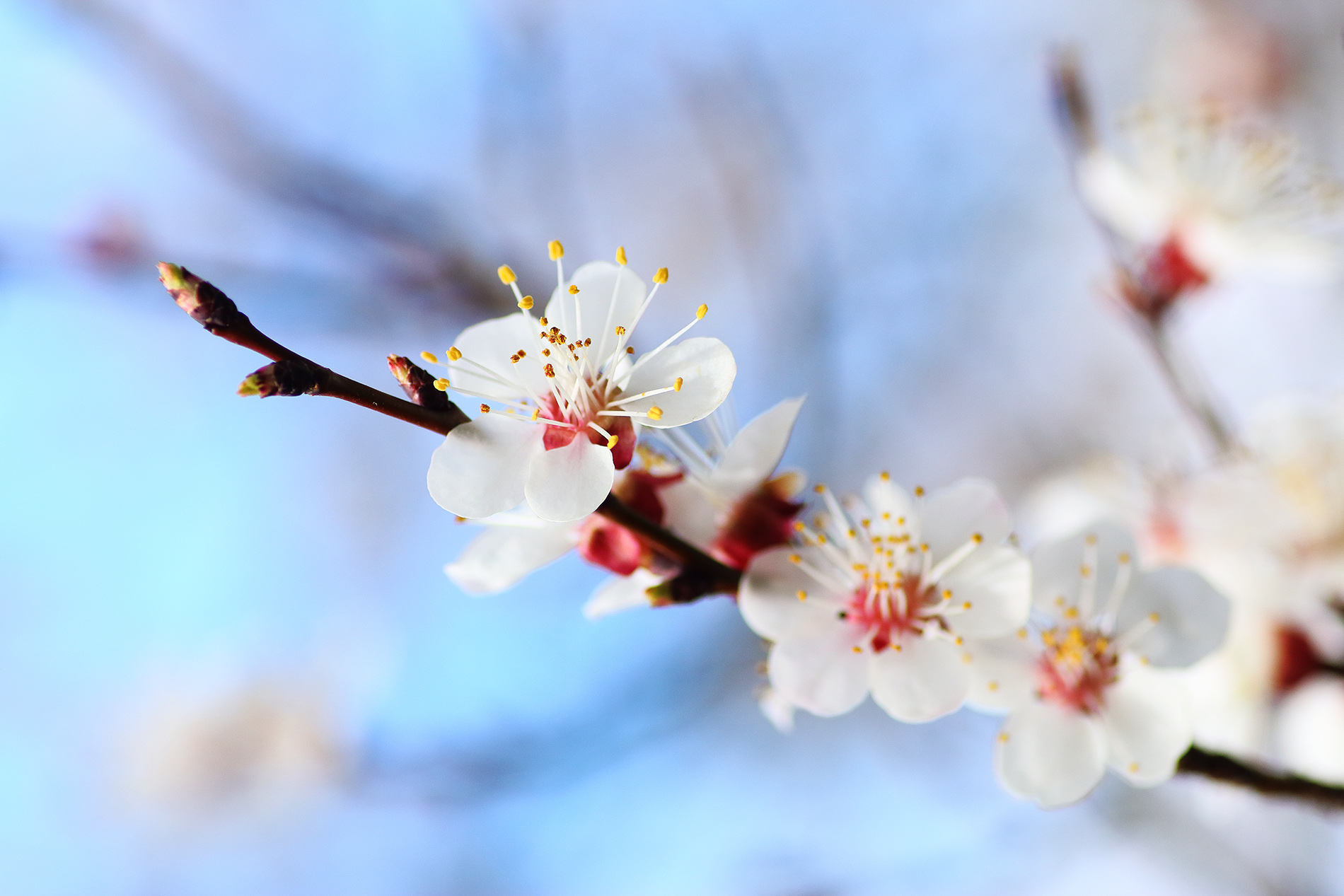 weiße Obstblüten
