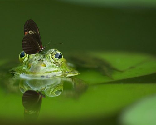 Libelle sitzt auf dem Kopf eines schwimmenden Frosches