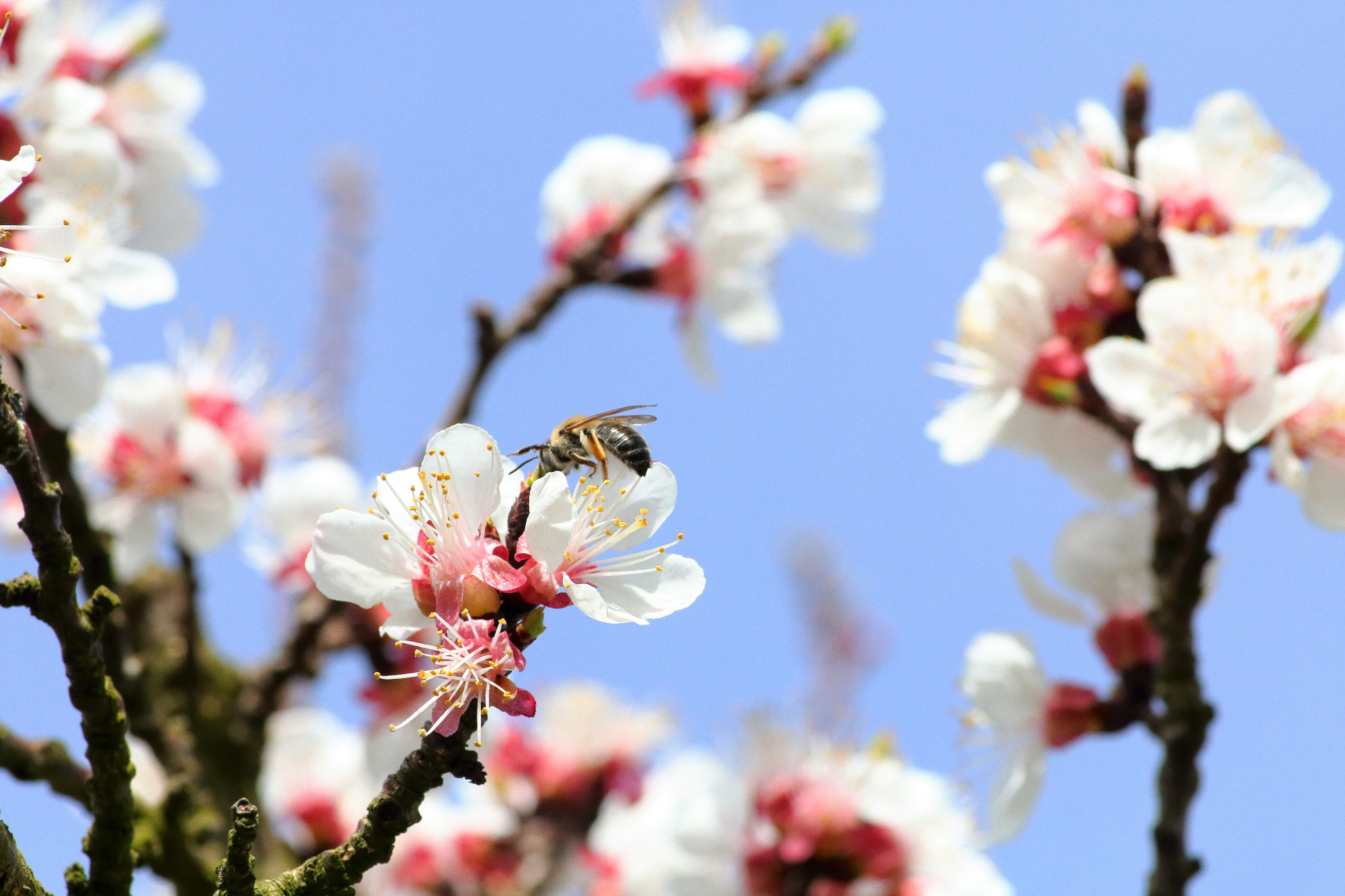 Mehrere Marillenblüten mit Biene darauf
