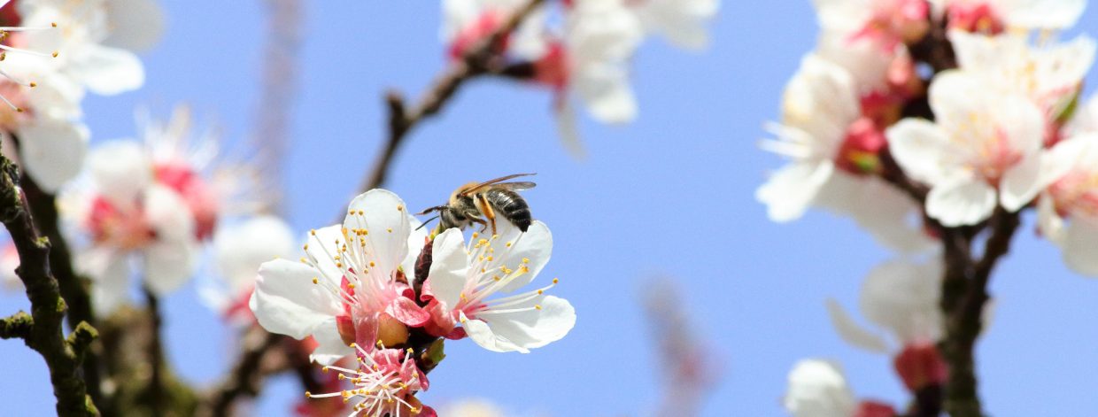 Mehrere Marillenblüten mit Biene darauf