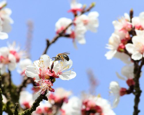 Mehrere Marillenblüten mit Biene darauf