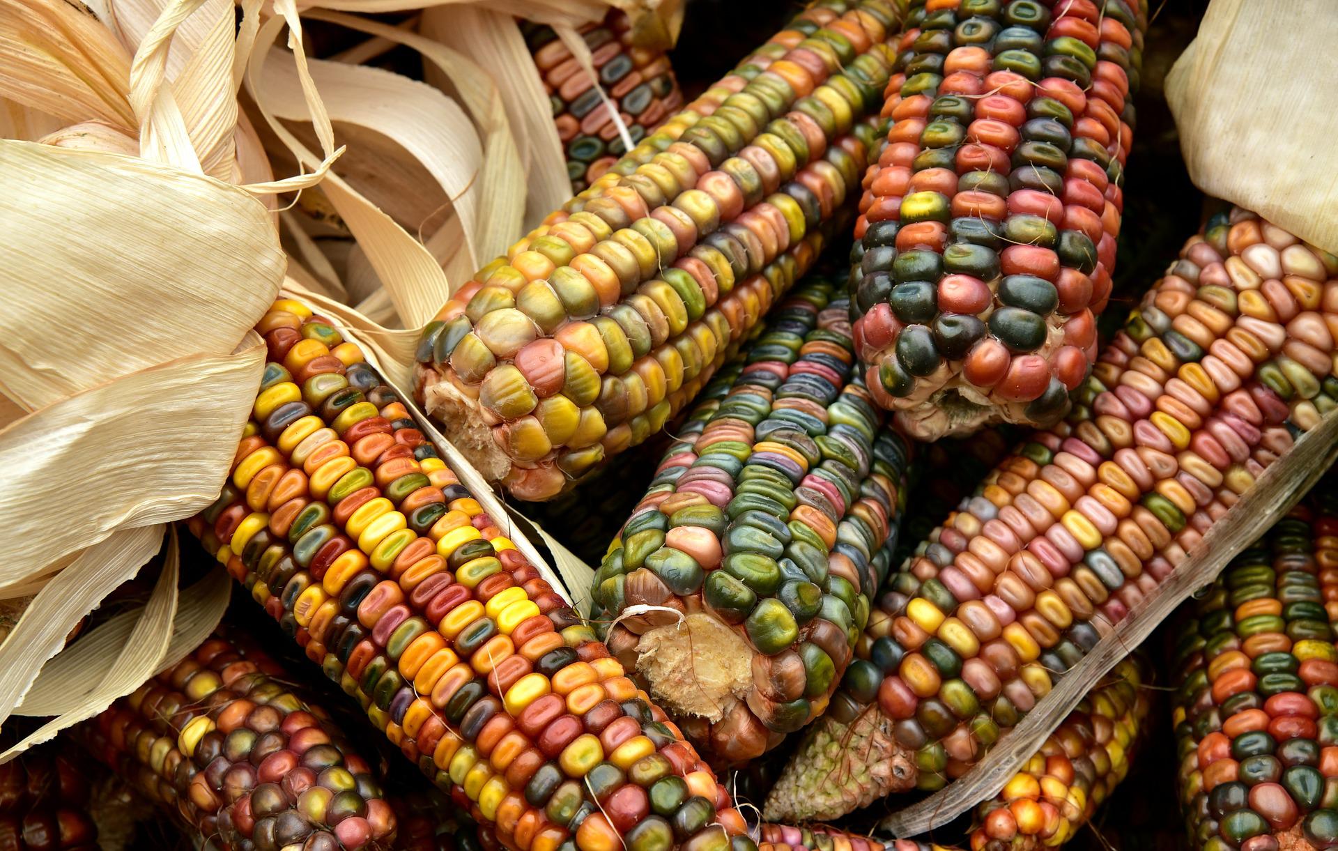 Bunte Maissorten