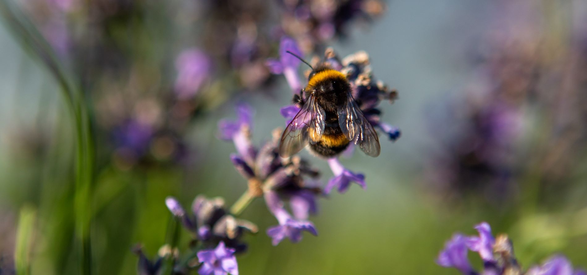 Biene sitzt auf Blume