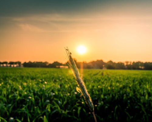 einzelne Weizenähre im Licht des Sonnenuntergangs auf einem Acker