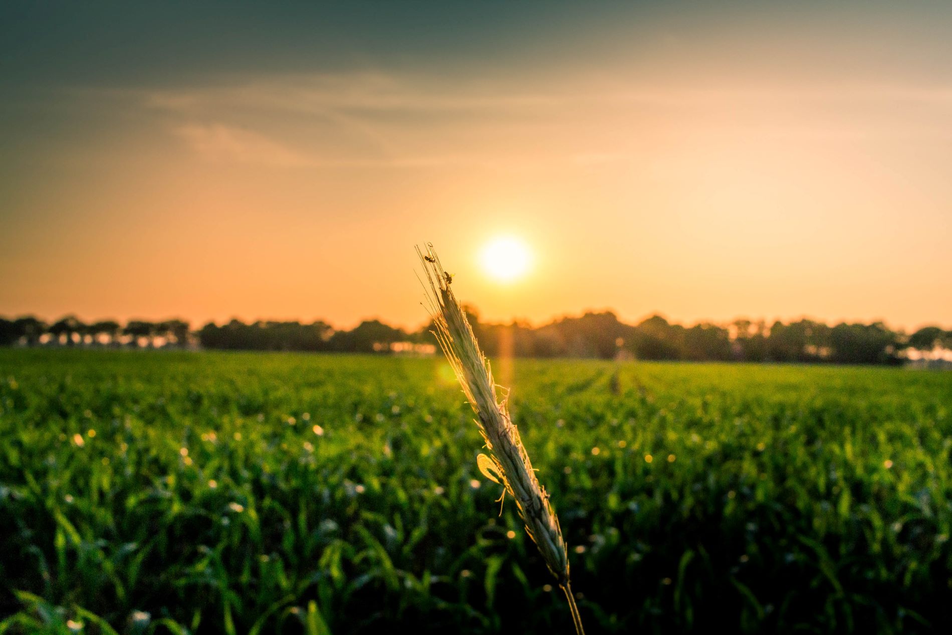 einzelne Weizenähre im Licht des Sonnenuntergangs auf einem Acker