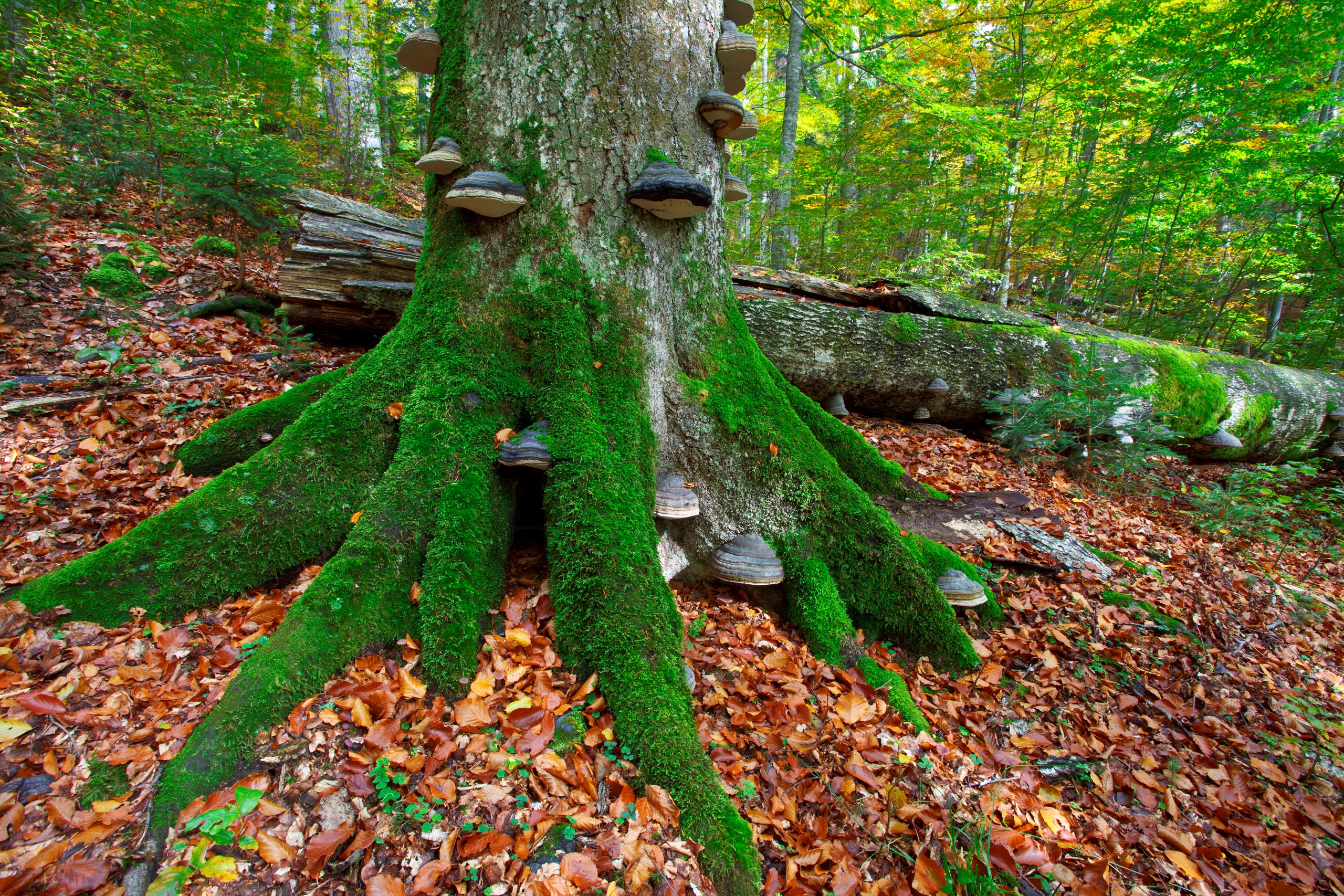 Urwaldbaum im Wildnisgebiet Dürrenstein