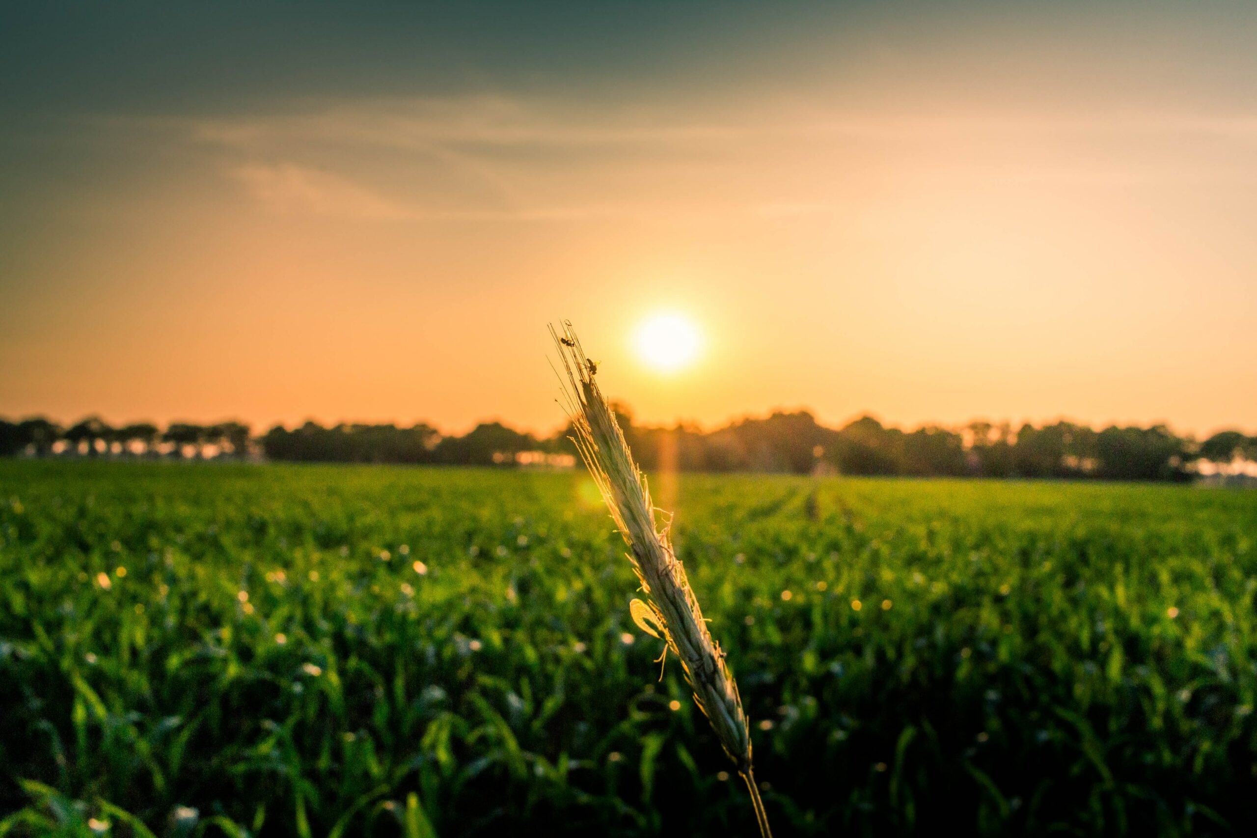 Getreide im Vordergrund, Feld im Hintergrund mit Sonne