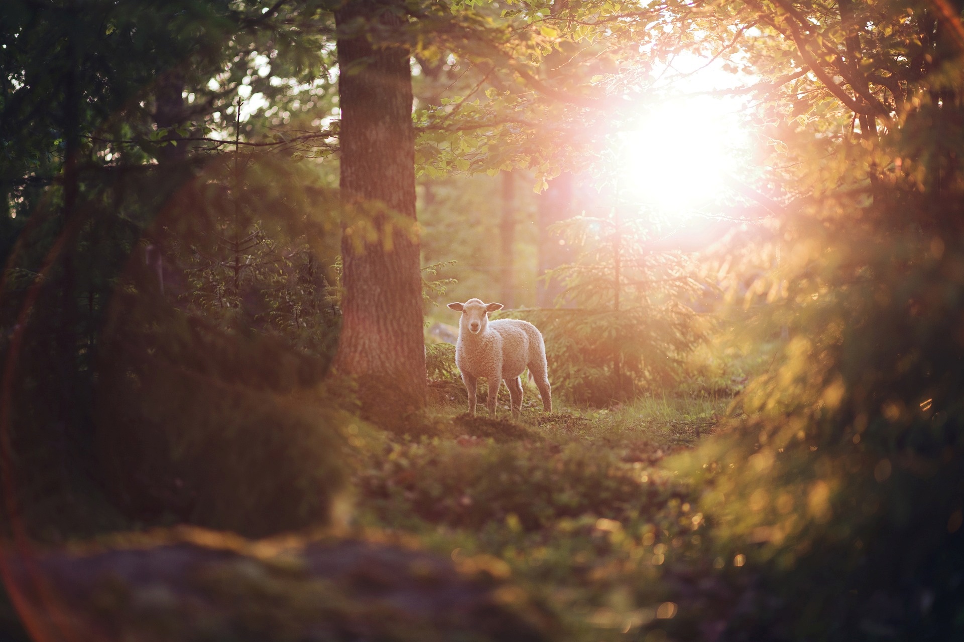Schaf im Wald