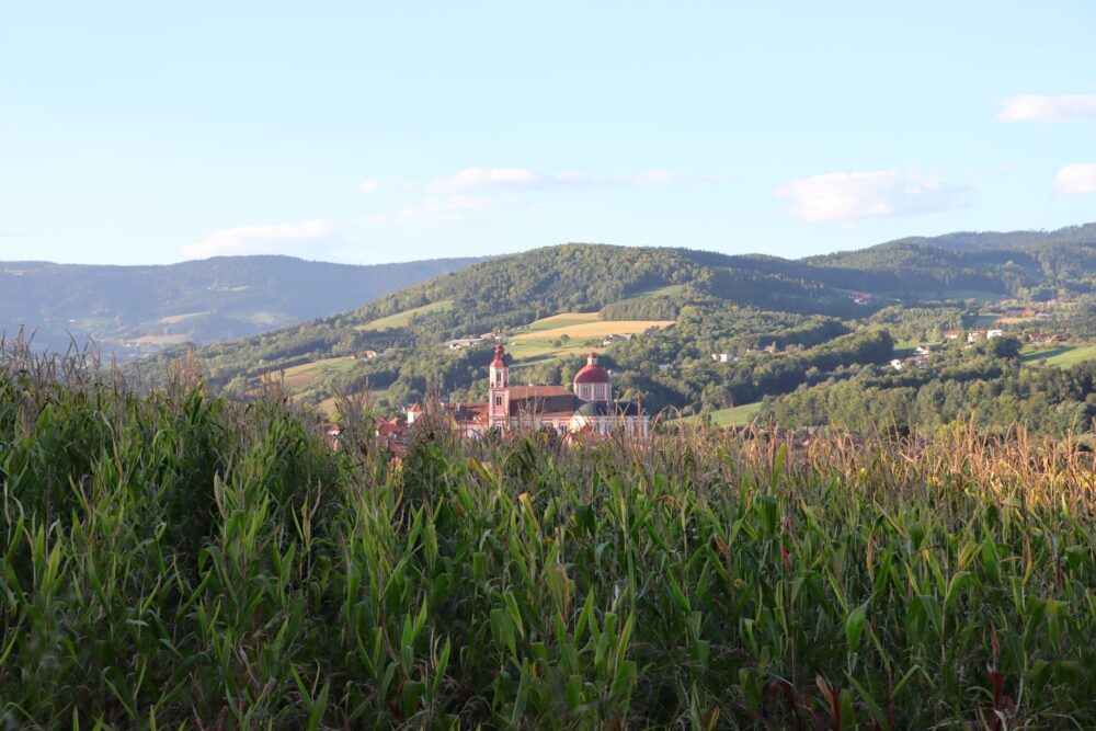 Blick über Maisfeld auf Stift