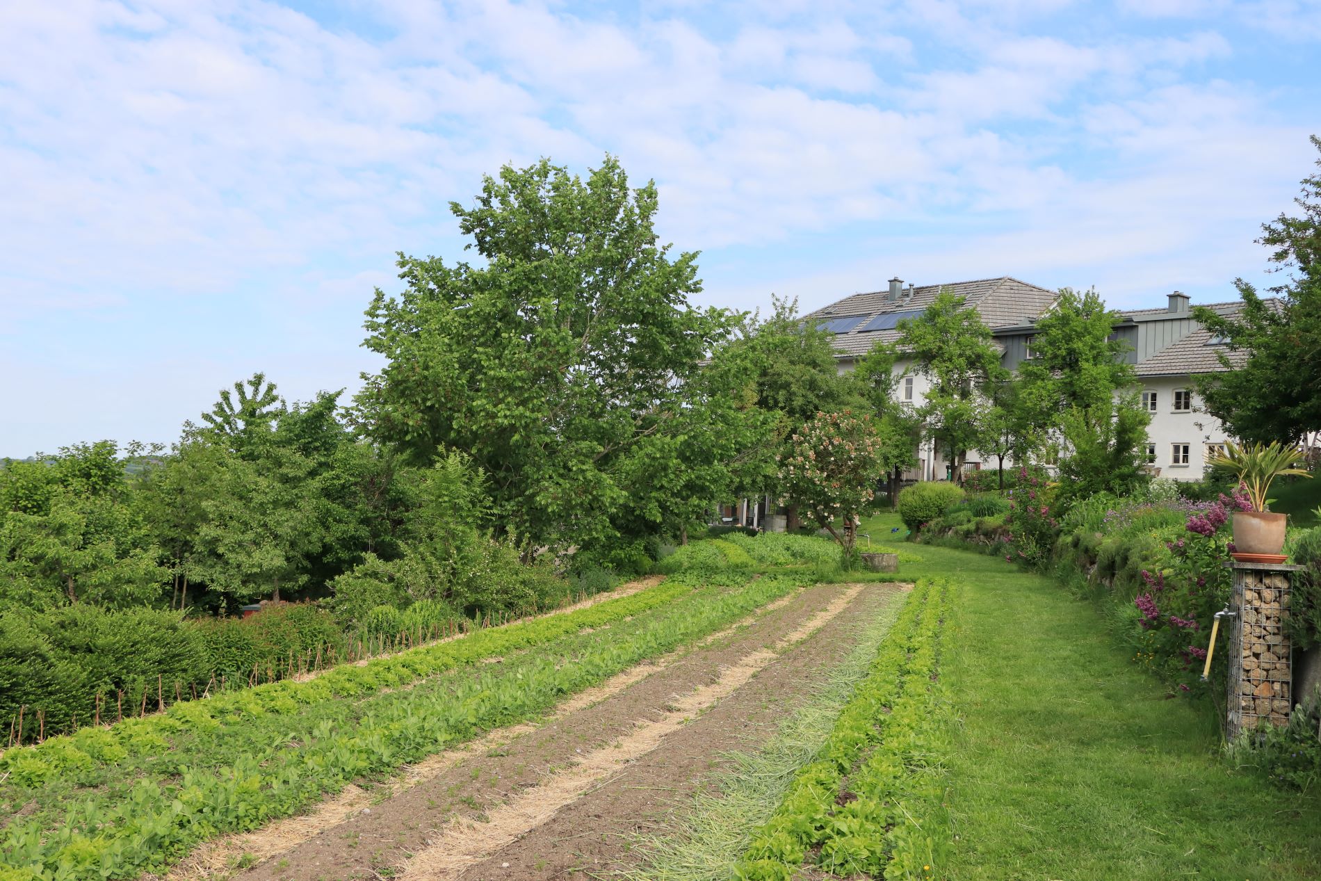Blick auf kleines Gemüsefeld und Bauernhof im Hintergrund